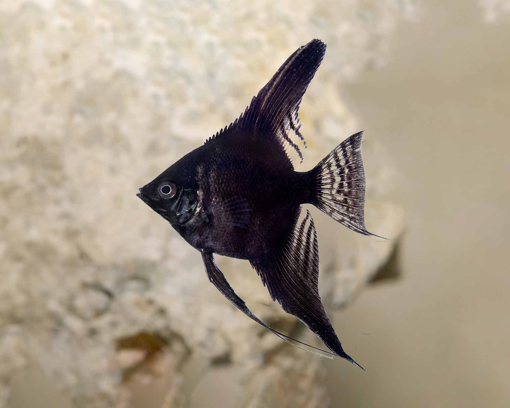 Black Angelfish (Pterophyllum scalare)